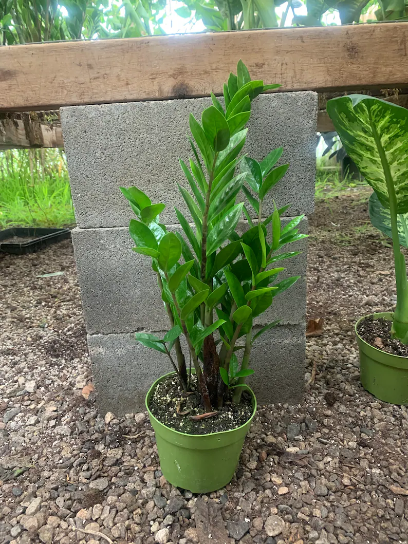 ZZ Plant – Zamioculcas