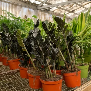 Rare plant black